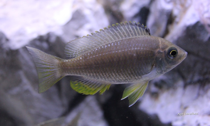 Copadichromis sp. 'flavimanus lundu' Lundu